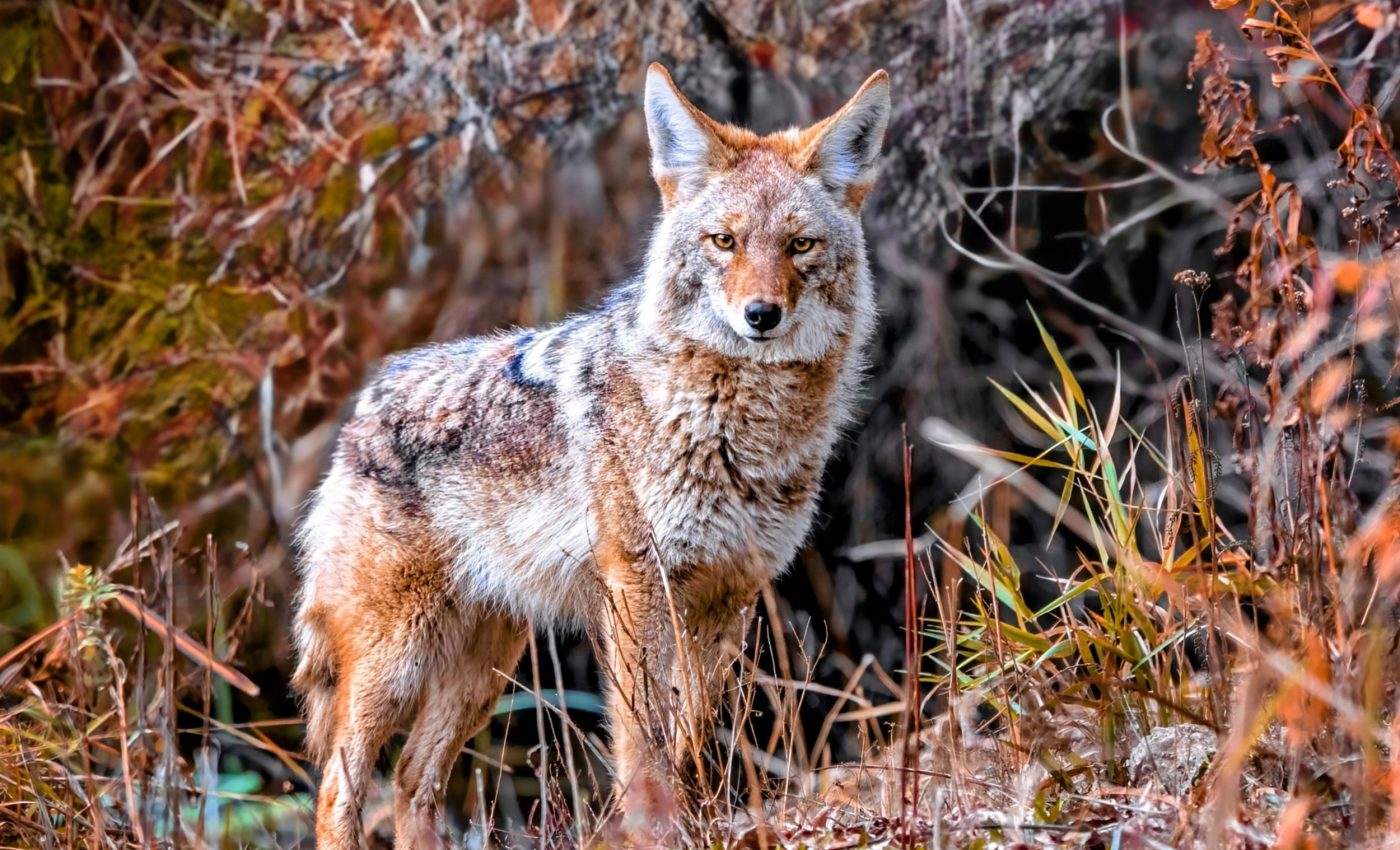 Hunting coyotes actually boosts their numbers