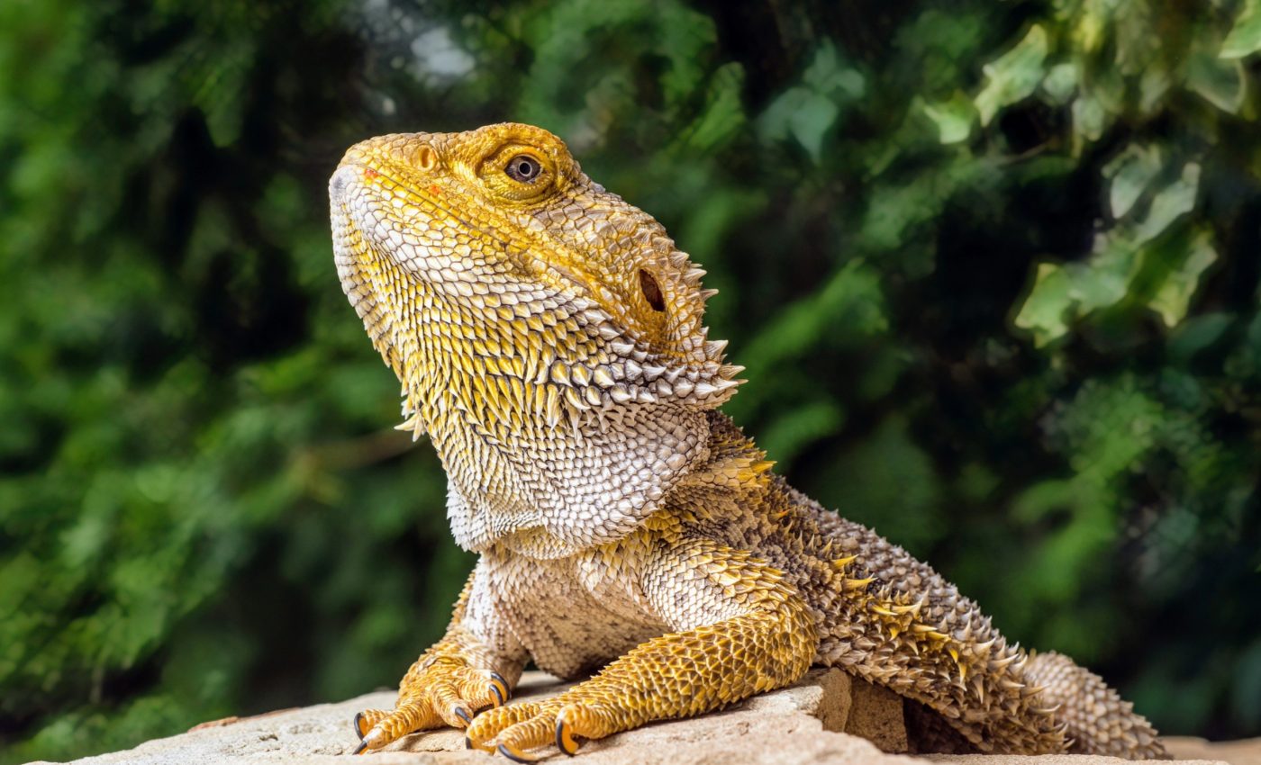 Australian dragons reveal new clues about the mysteries of sleep