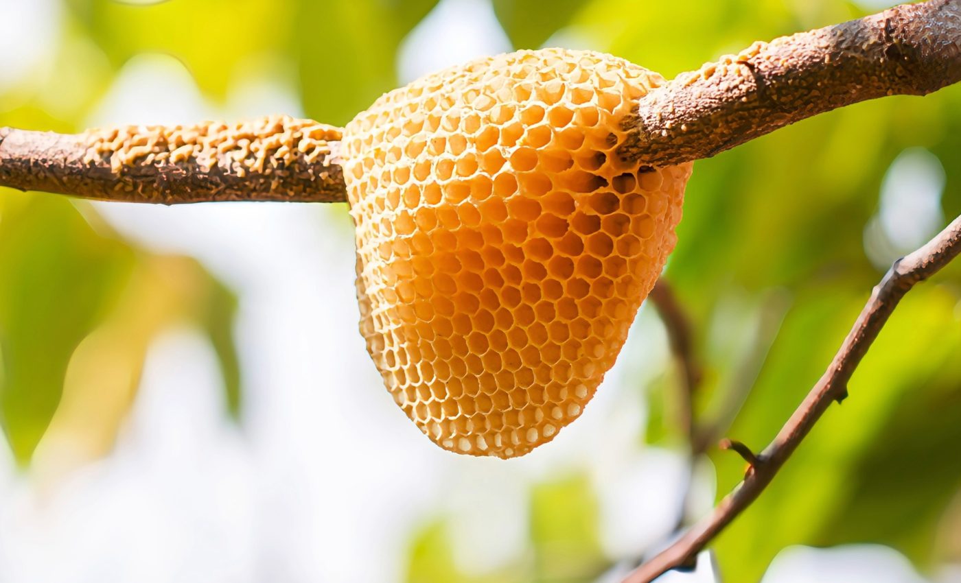 Bees build incredibly symmetrical nests, but not just for beauty