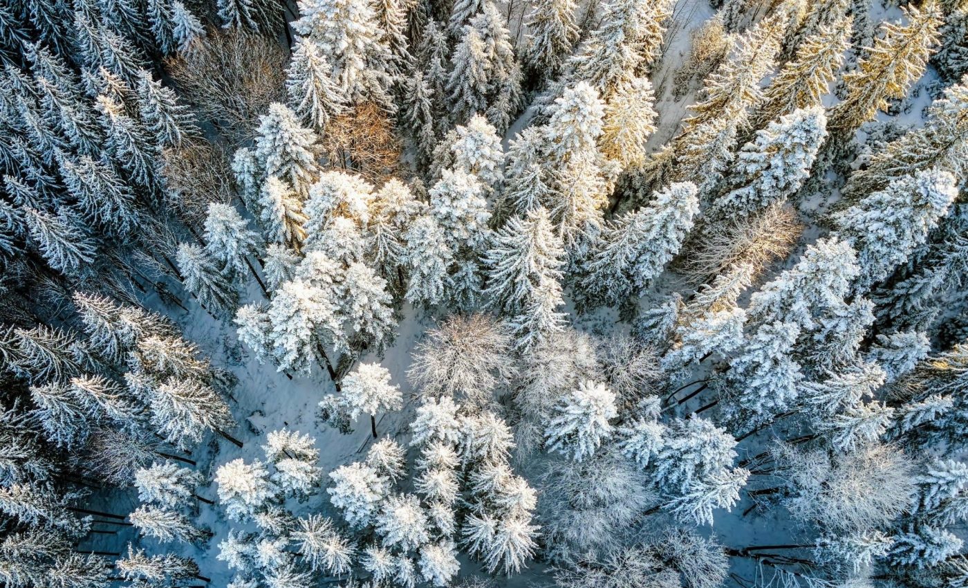 Why planting trees in the Arctic is not a good climate solution