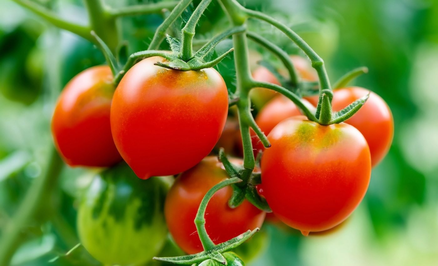 Tomatoes have a molecular trick to survive in extreme heat