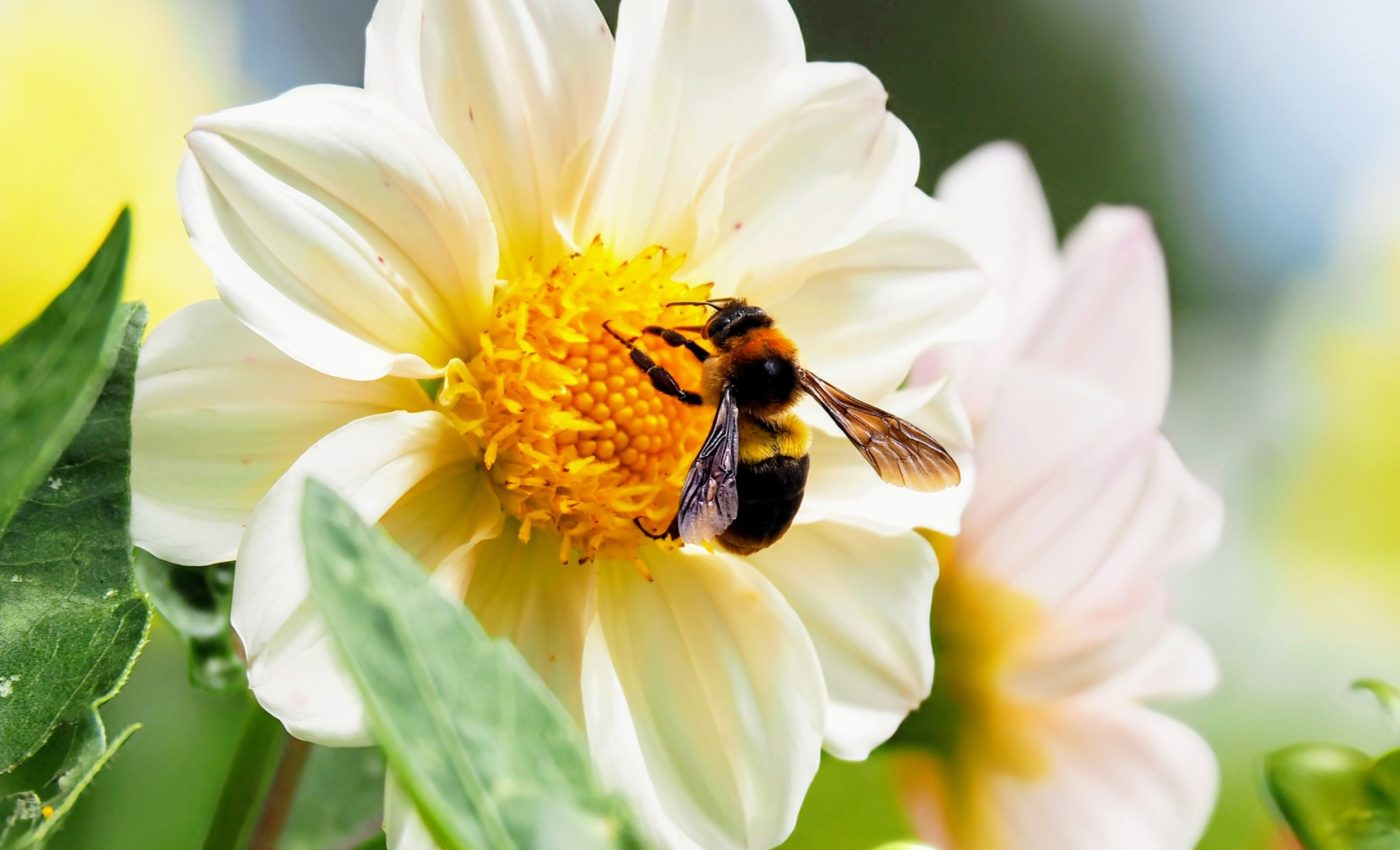 Flowers use caffeine to 'trick' bees into coming back to them