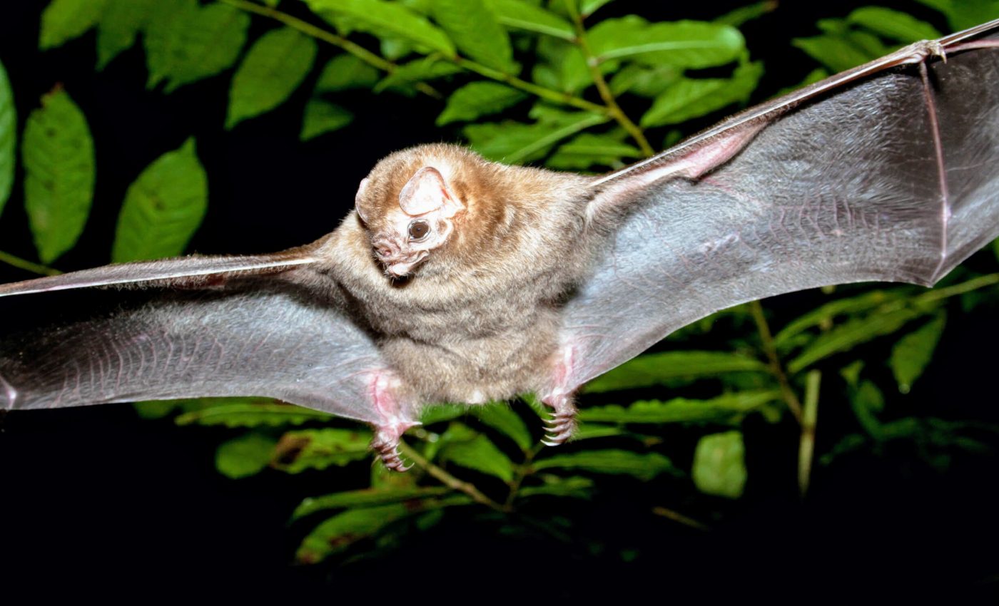 Vampire bats get energy from an unusual source
