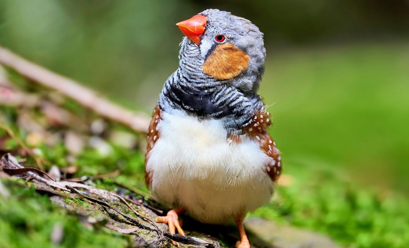 Why do Australian finches have bright red and yellow bills?