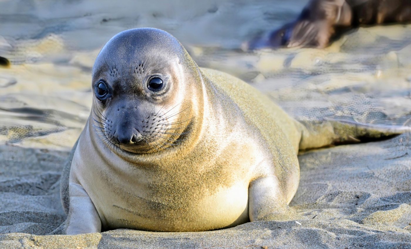 Elephant seal colony lost 95% of its pups to bird flu