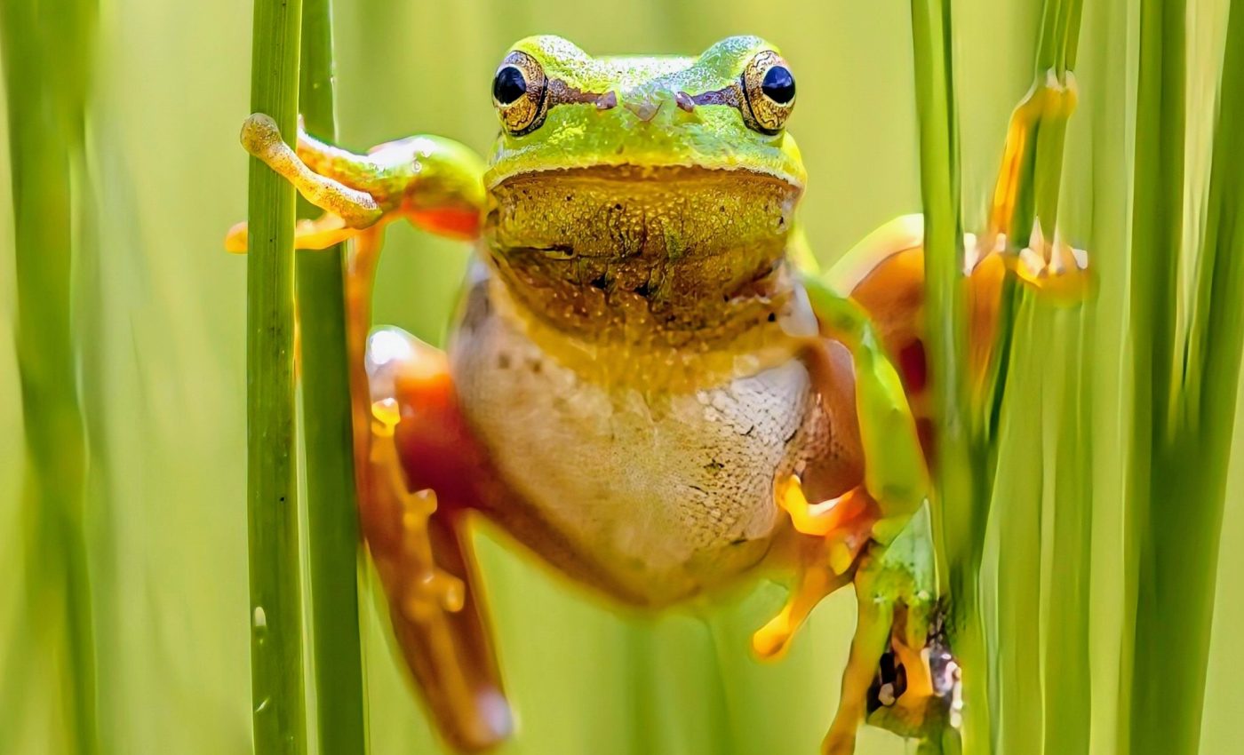 Frogs exposed to radiation show no signs of accelerated aging
