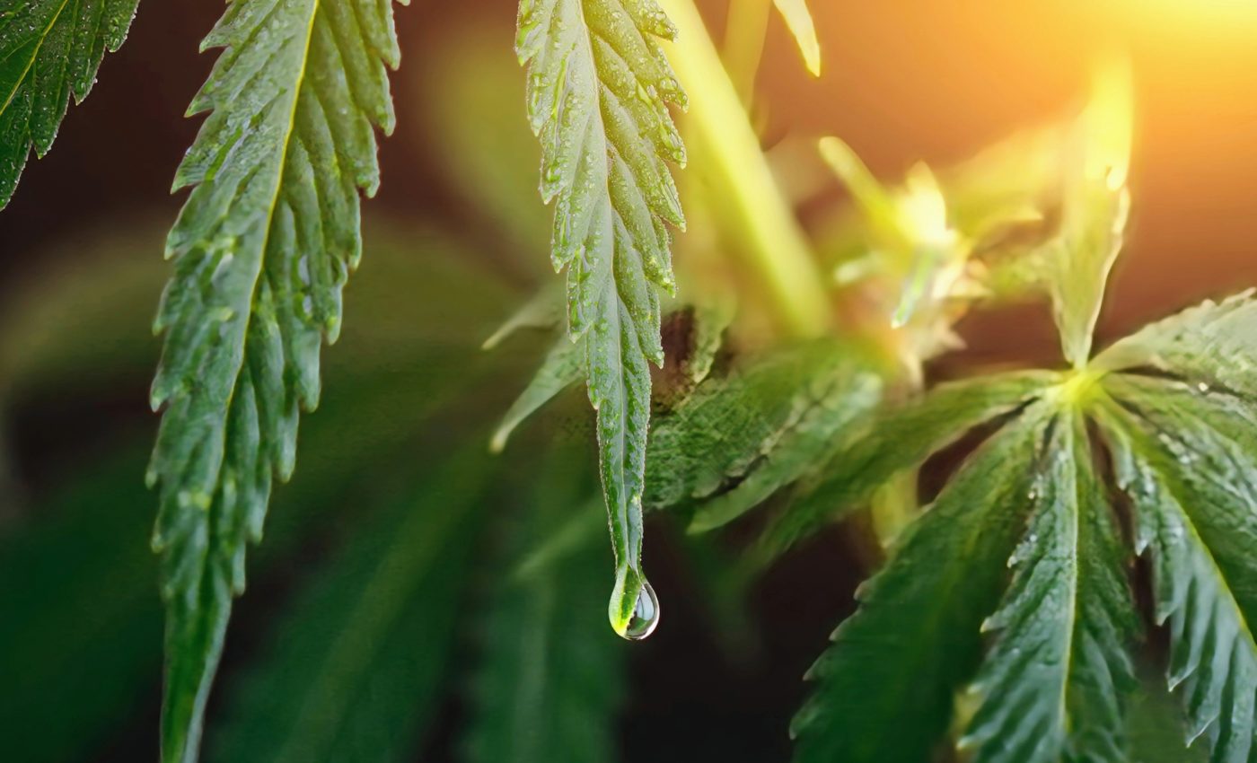 Nature's sleep aid: Cannabinol shows promise as a safe sedative