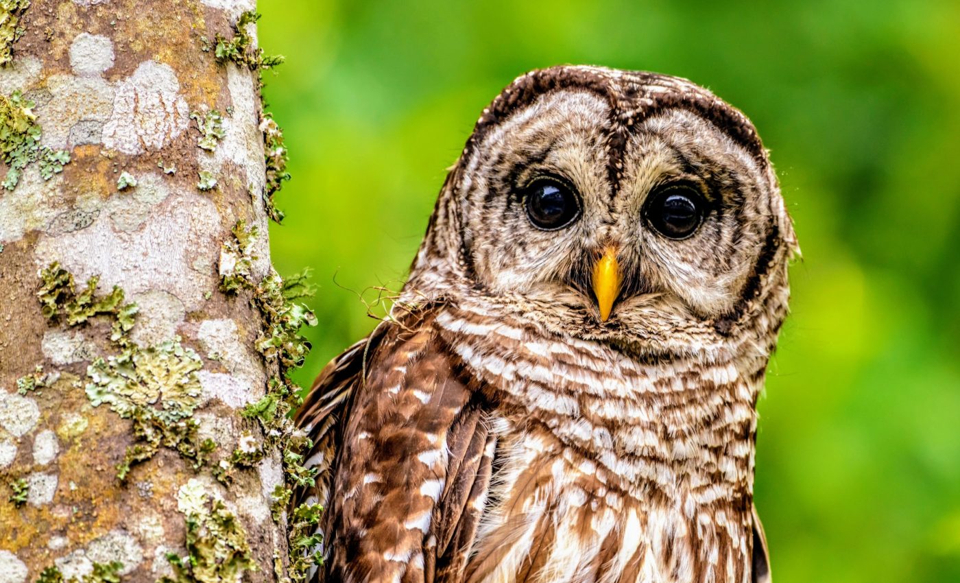When barred owls live in the city, they prefer affluent neighborhoods