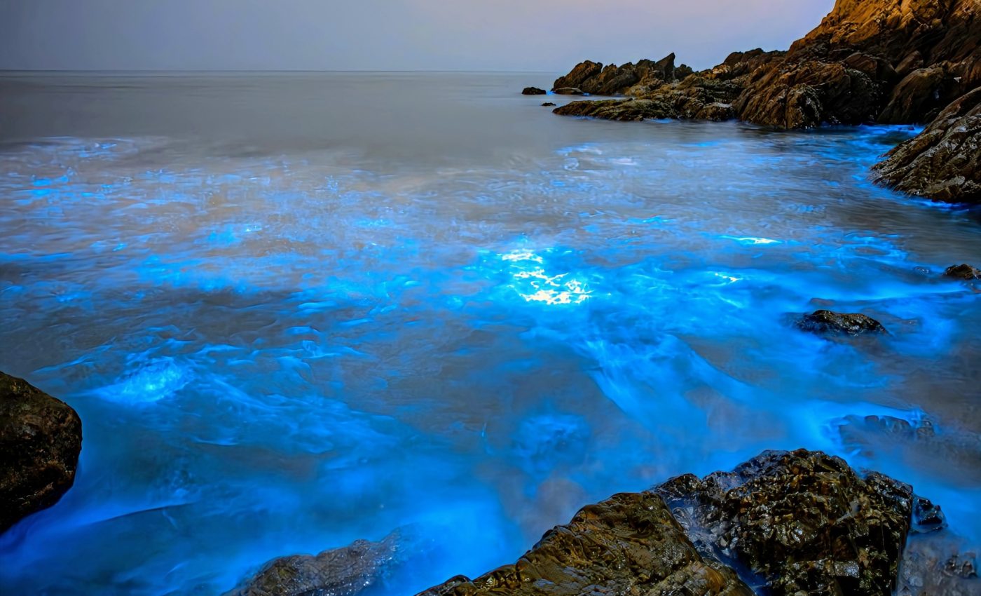 Plankton at risk: Global warming threatens the ocean's lifeline