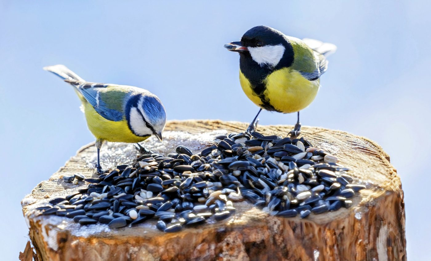 Immigrant birds learn useful behaviors from their neighbors