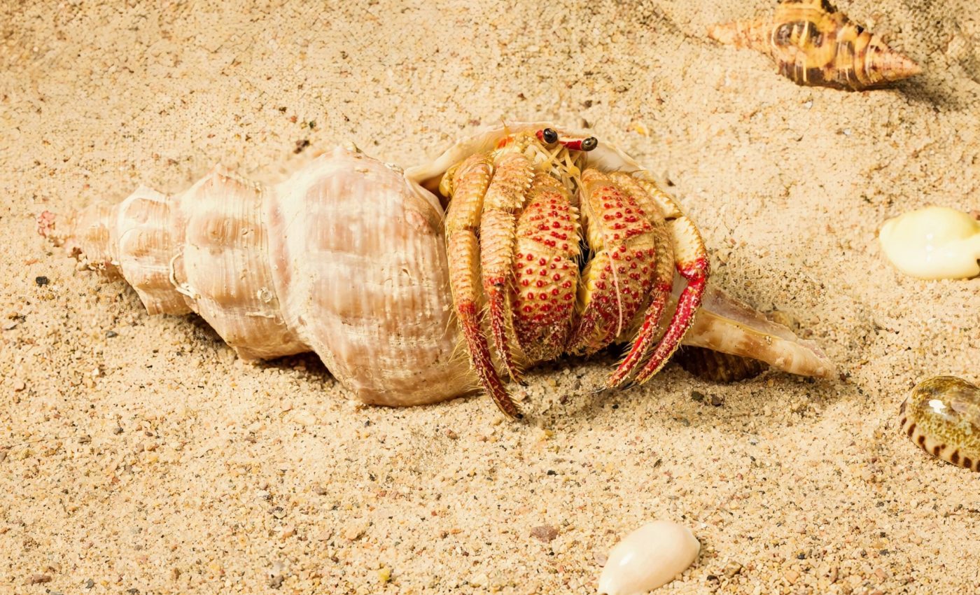 Strawberry Claws: The hermit crab that sings underwater