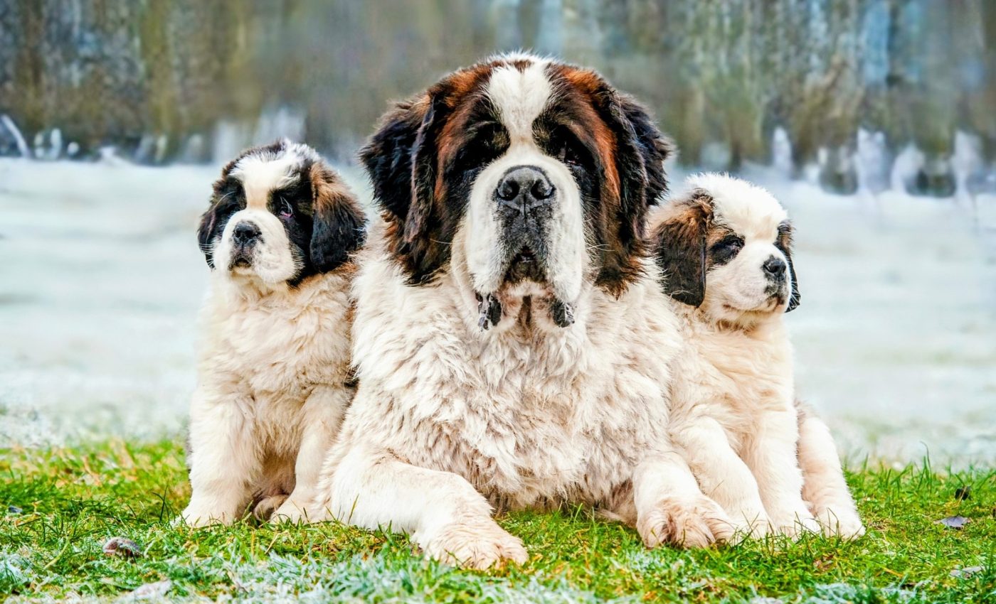 Dog breed behavior linked to brain size