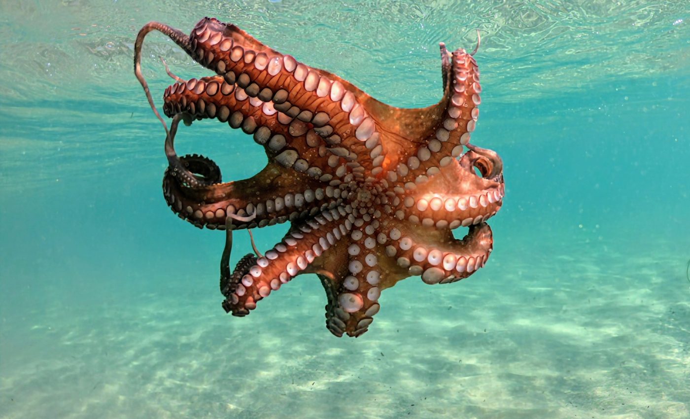 Octopuses could dominate Earth if humans vanish
