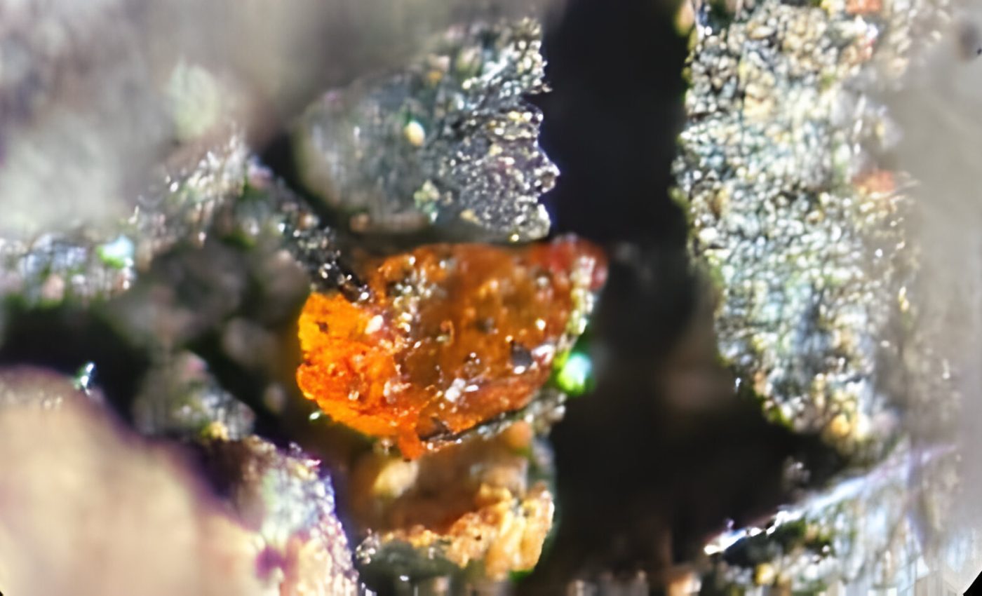 90-million-year-old amber reveals Antarctica's secret past