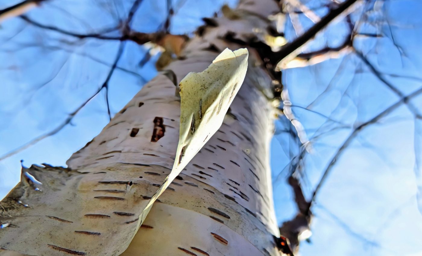 Plants defy climate change through acclimation