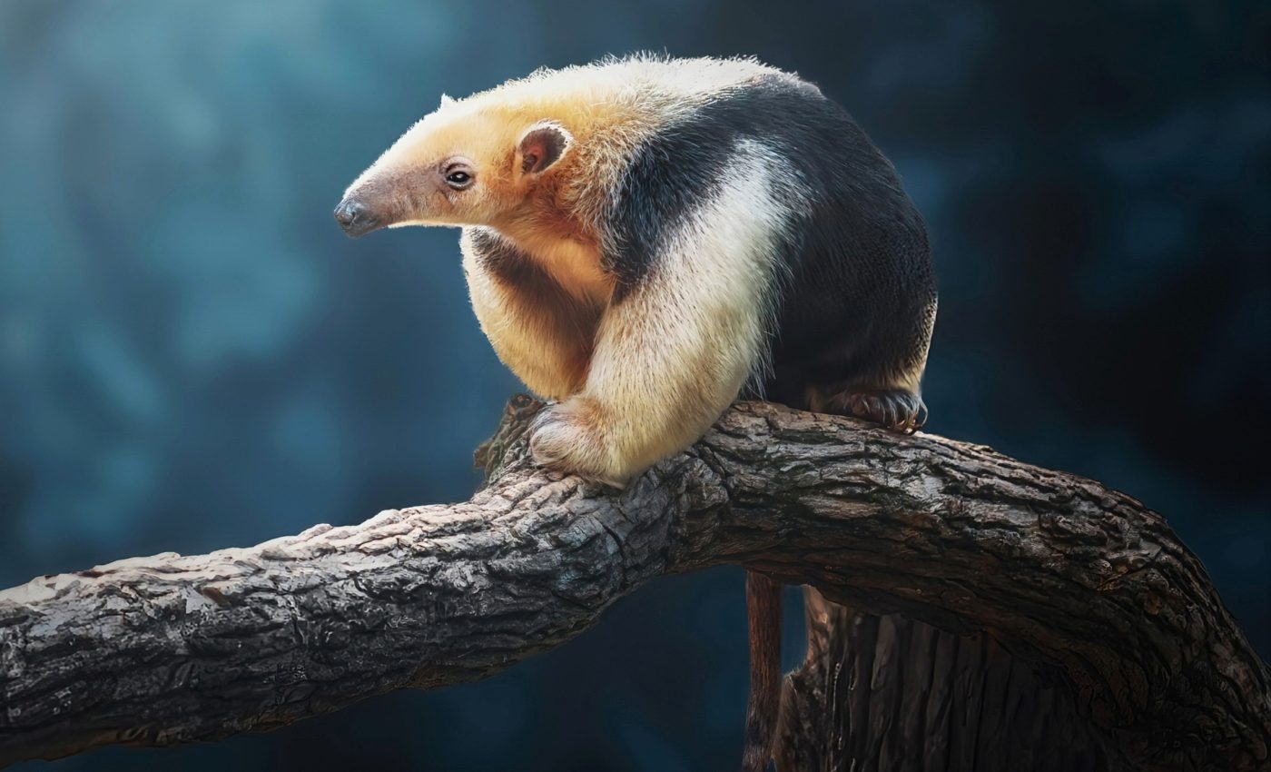 World Anteater Day: A tribute to nature's unique foragers