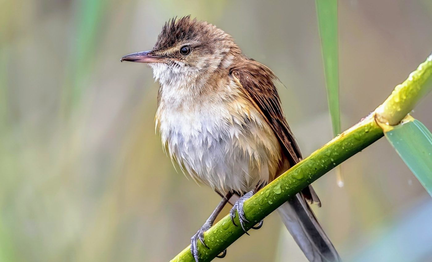 Birds navigate using clues from Earth's magnetic field