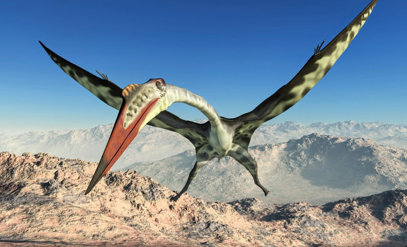 New fossil fills crucial gap in pterosaur evolution