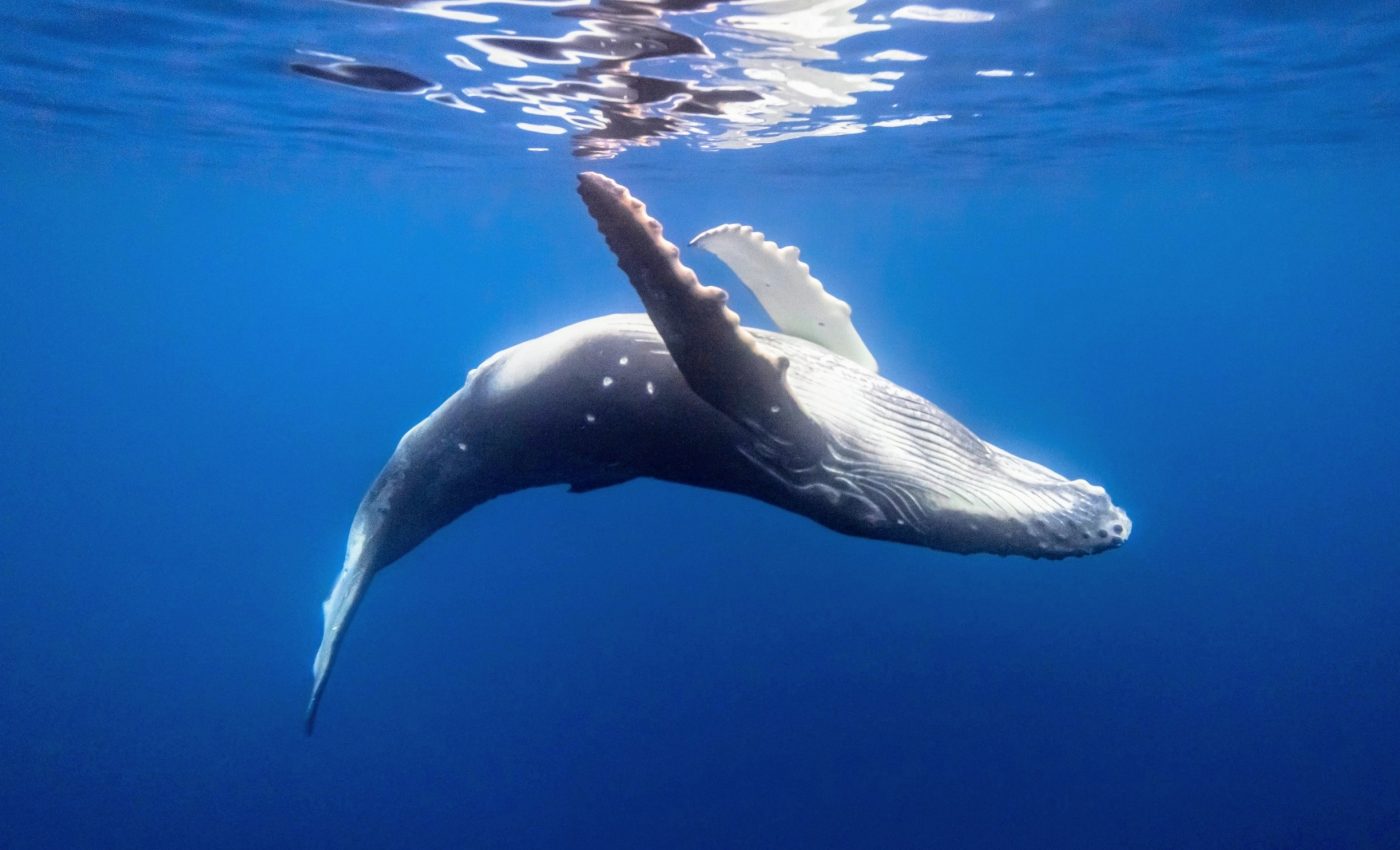 Ship routes overlap with 92% of whale habitats