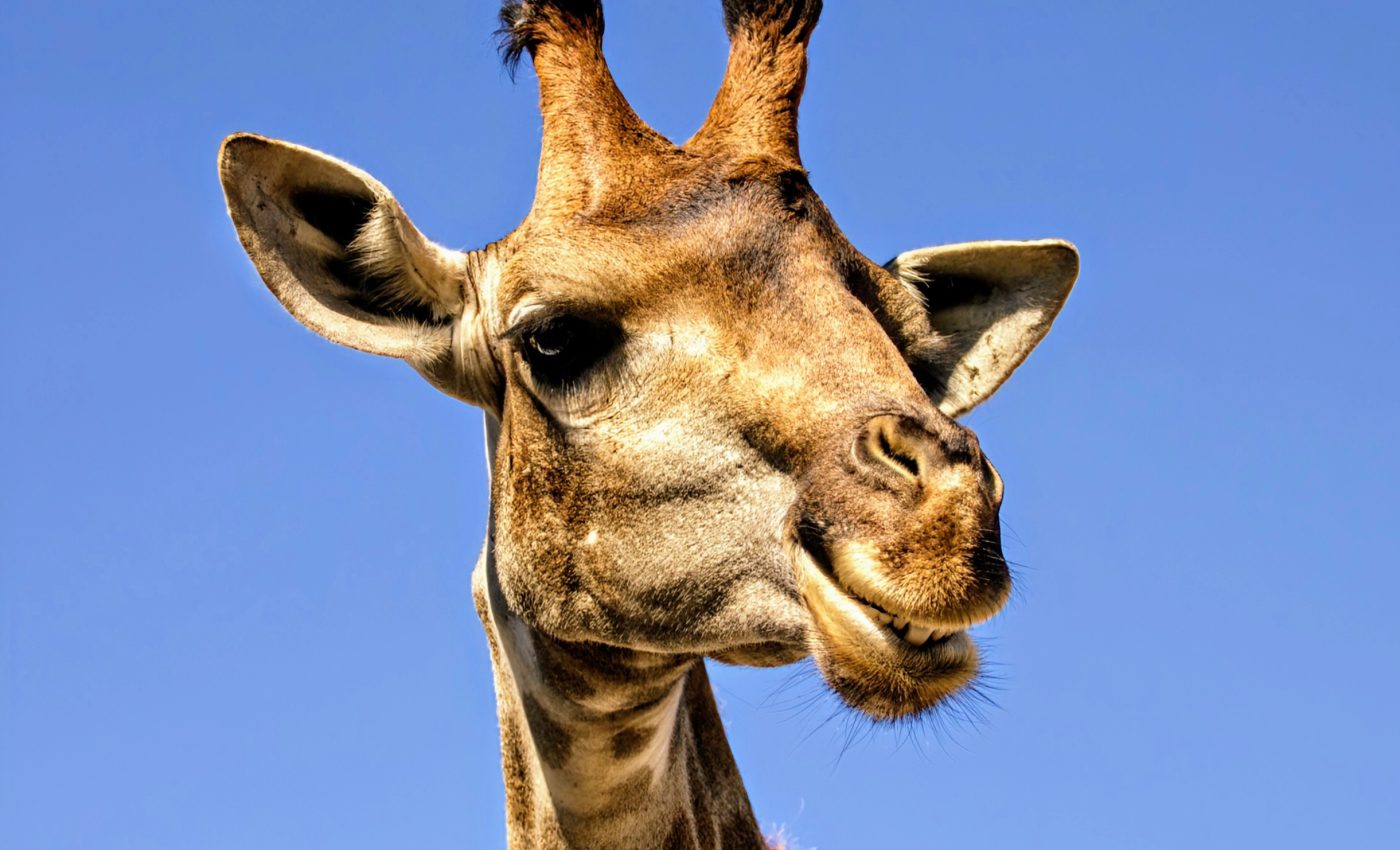 Giraffes are suffering a 'silent extinction' and need more protection