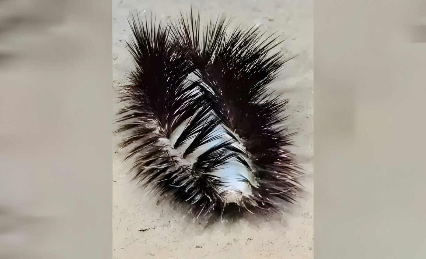 Sparkling worm discovered deep in the Pacific Ocean