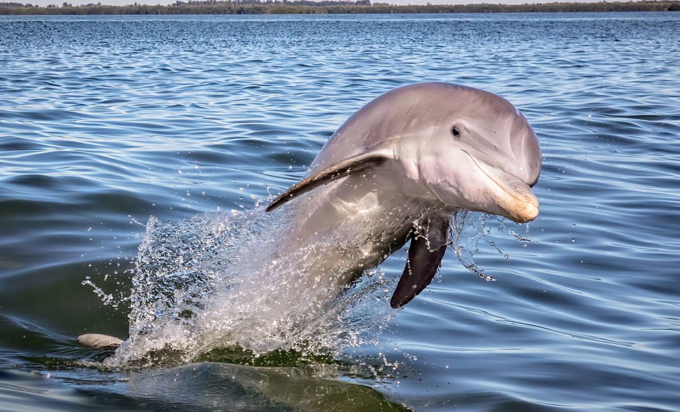 Lonely dolphin in the Baltic Sea is constantly "talking" to himself