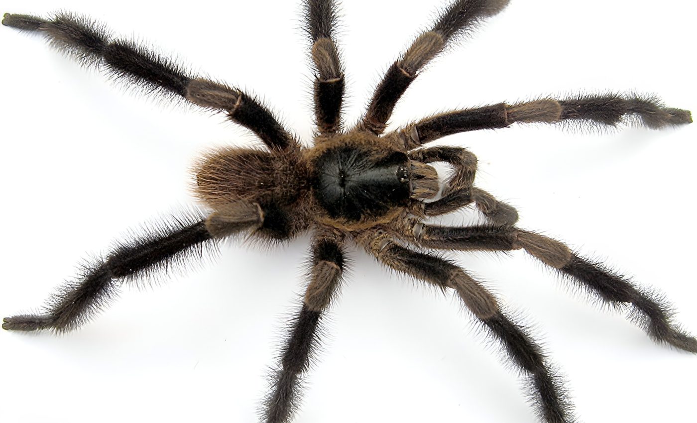 Giant tarantula discovered in Cuba has 'feather-duster' legs
