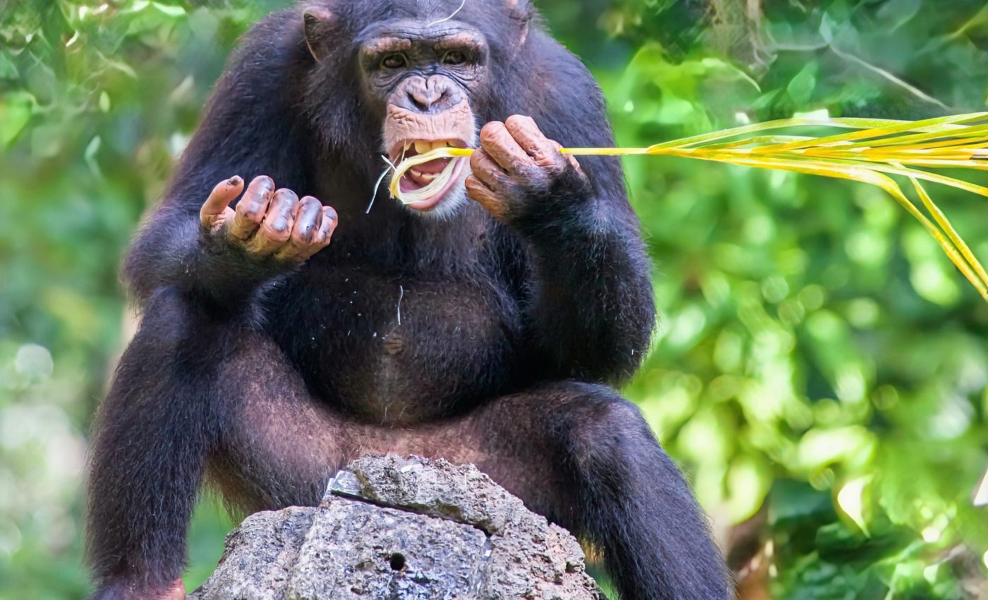 Chimpanzees are constantly mastering new tools