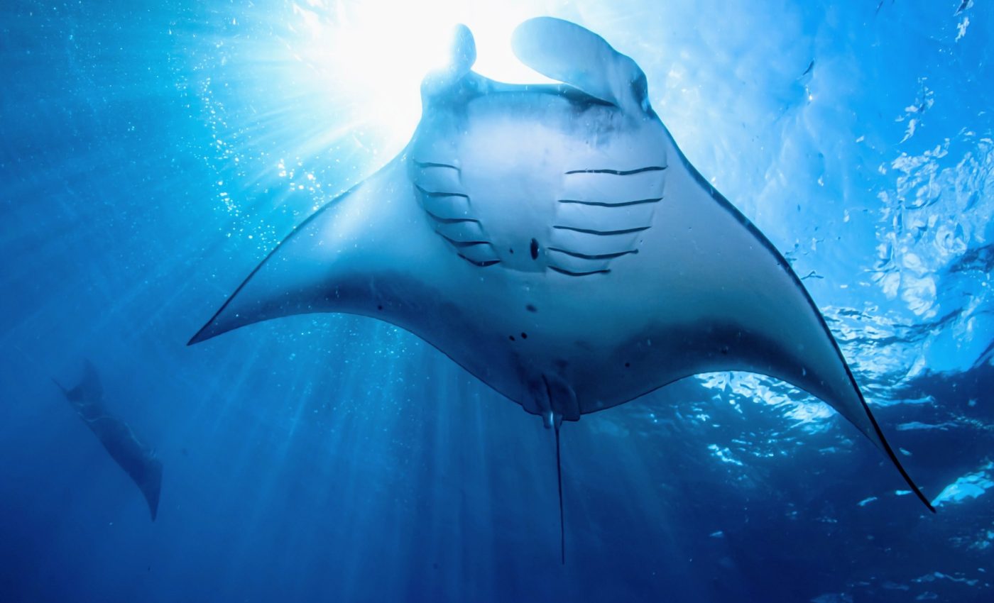 Manta rays inspire a new design for water filters