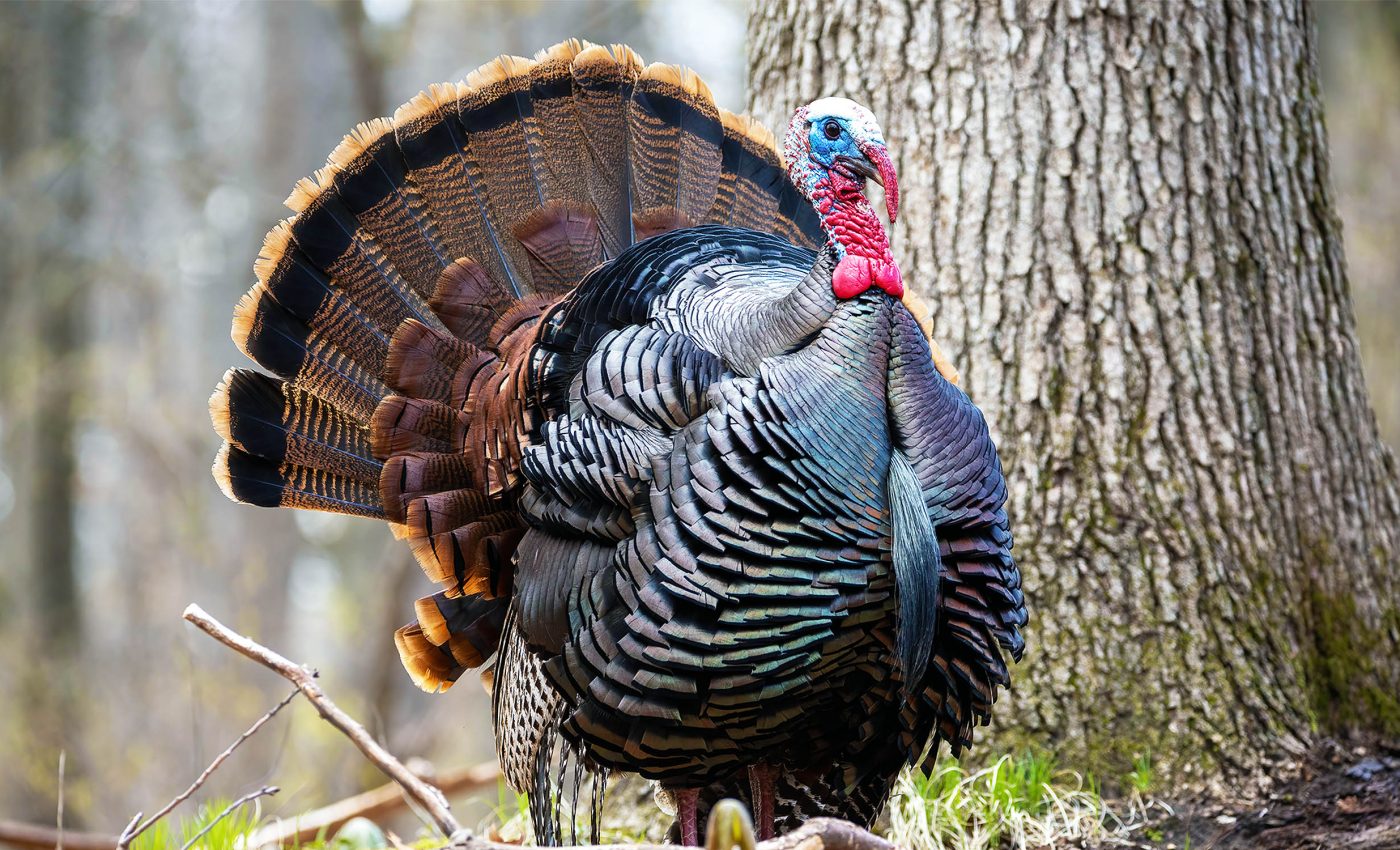 Wild turkeys are becoming hard to find as they learn to outsmart hunters
