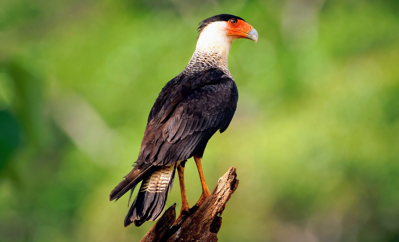 What traits make birds more susceptible to extinction?