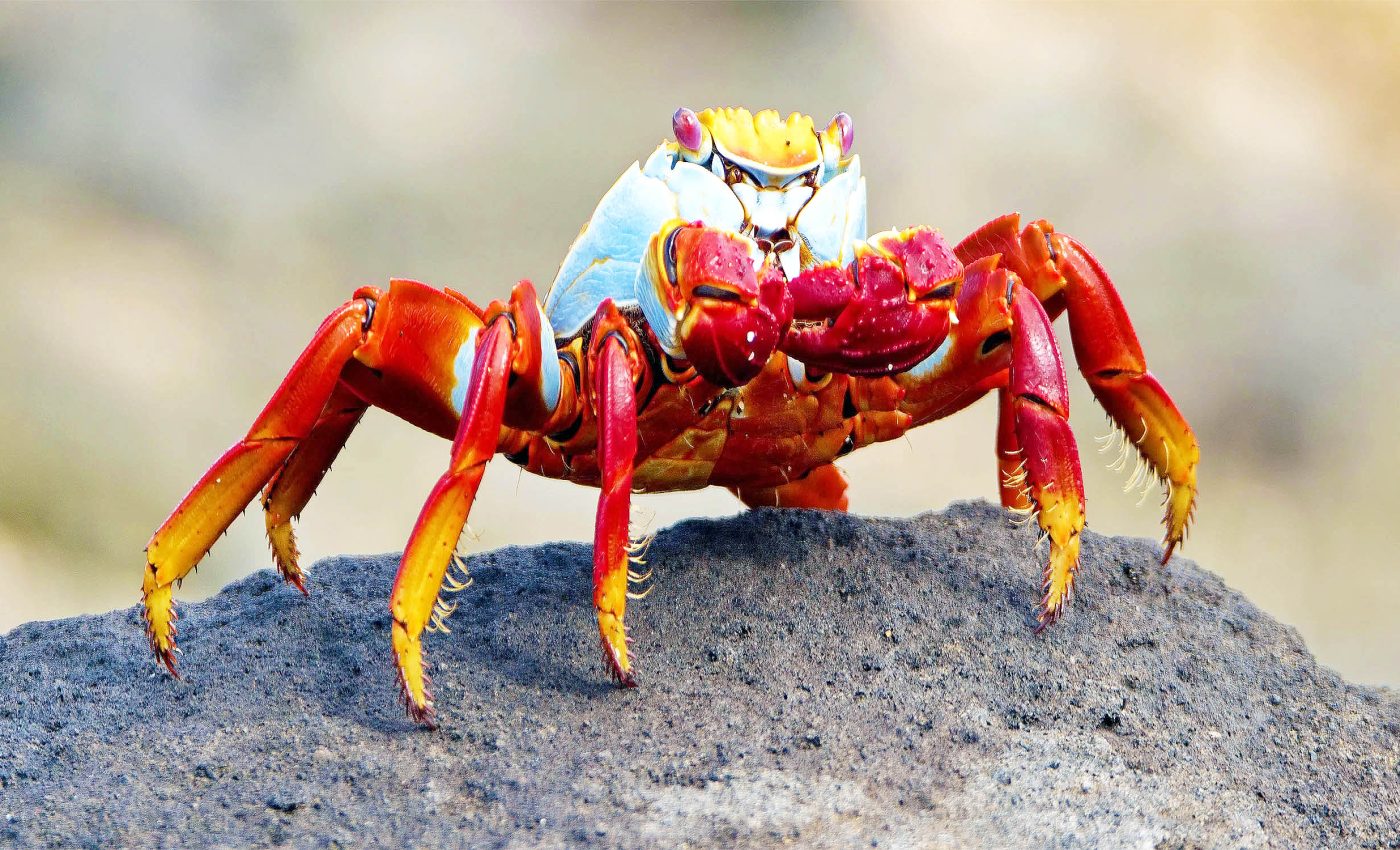 Immediate ban on boiling crabs and lobsters called for after disturbing study