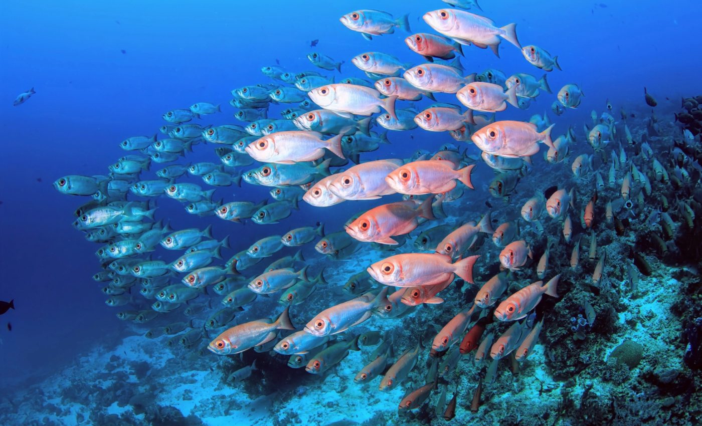 Ocean acidification is spreading into deeper waters