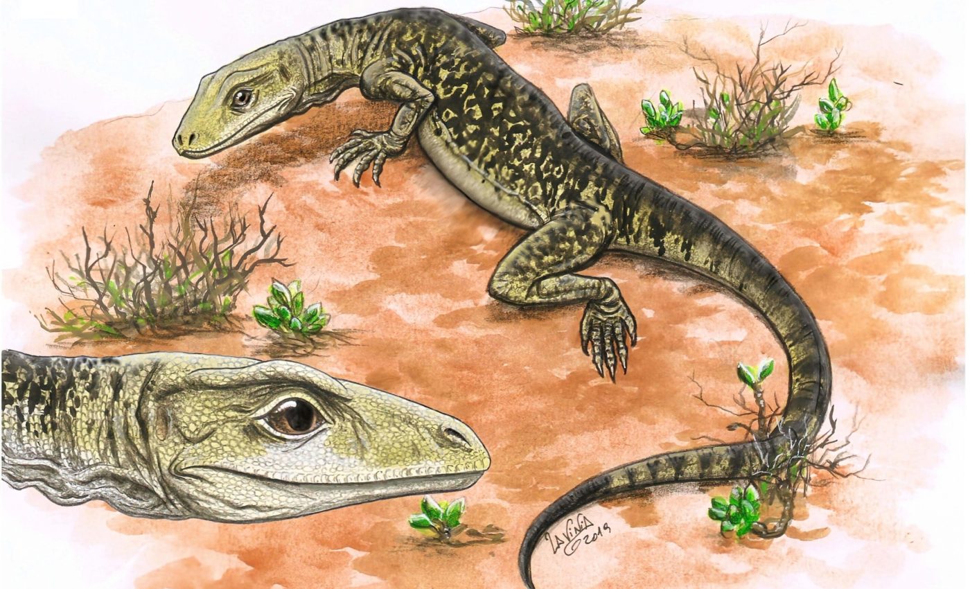 Fossil discovery shifts the origin of lizards back 35 million years