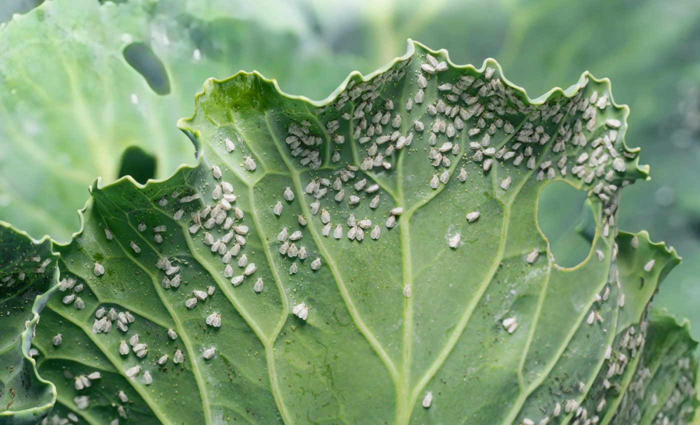 'Extremely rare' fossils reveal how whiteflies live on leaves
