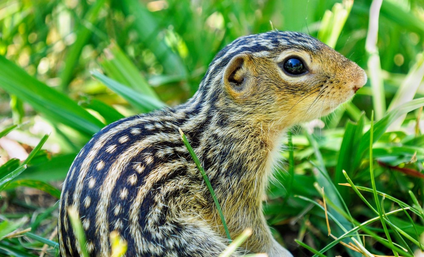 How squirrels survive winter without food or water