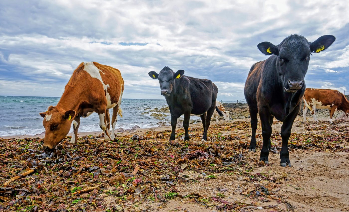 Seaweed supplements reduce methane in grazing cattle