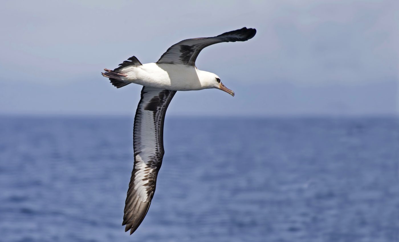 Bird wings have a surprising effect on island biodiversity