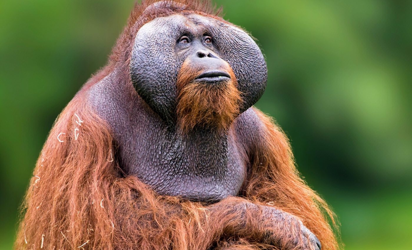 World Wildlife Conservation Day 2024: Saving species from extinction