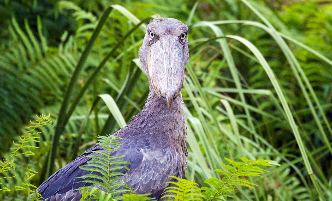 These human-sized birds are tough enough to eat baby crocodiles, yet they face extinction