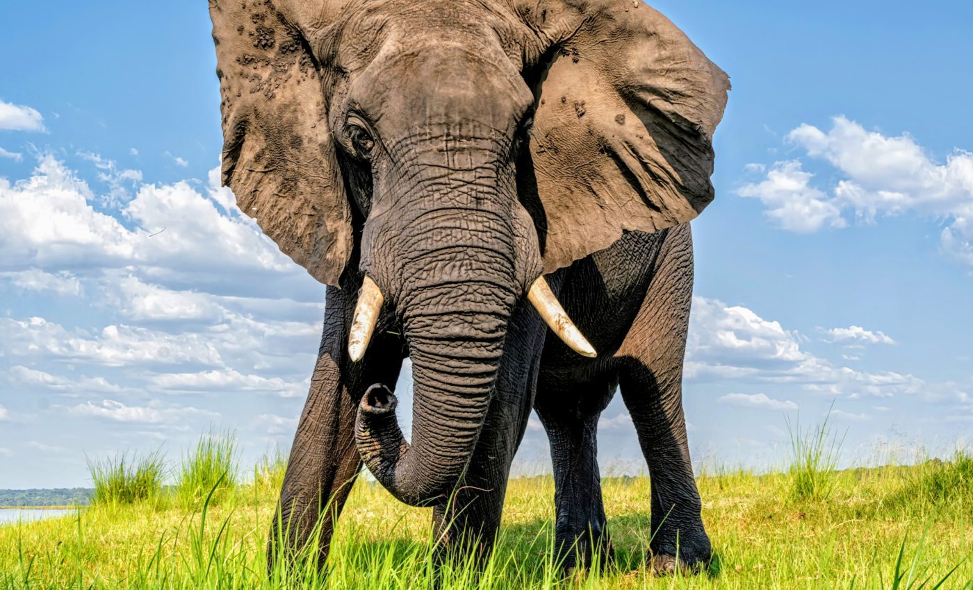 Male African elephants develop distinct personality traits with age