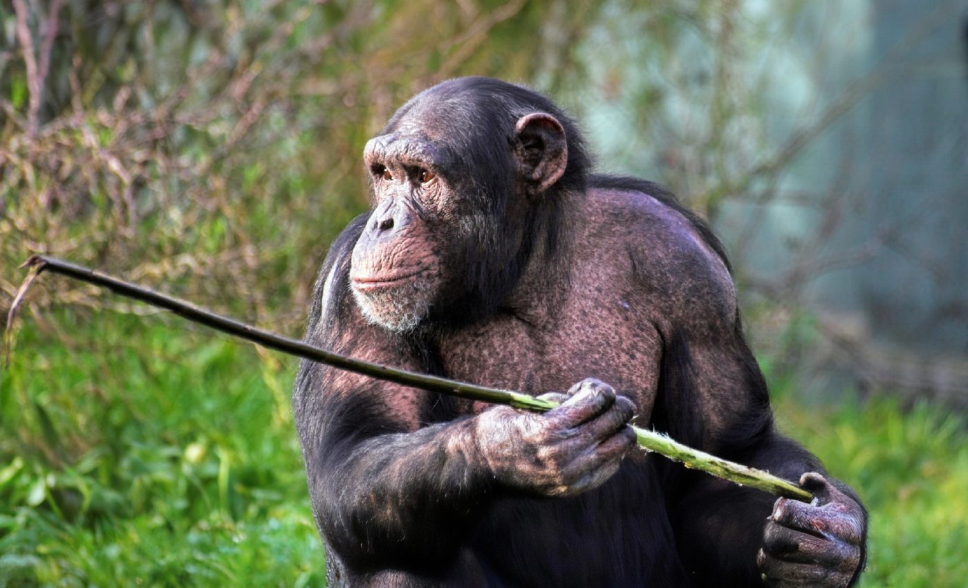 Chimpanzees can plan and adapt their use of tools just like humans