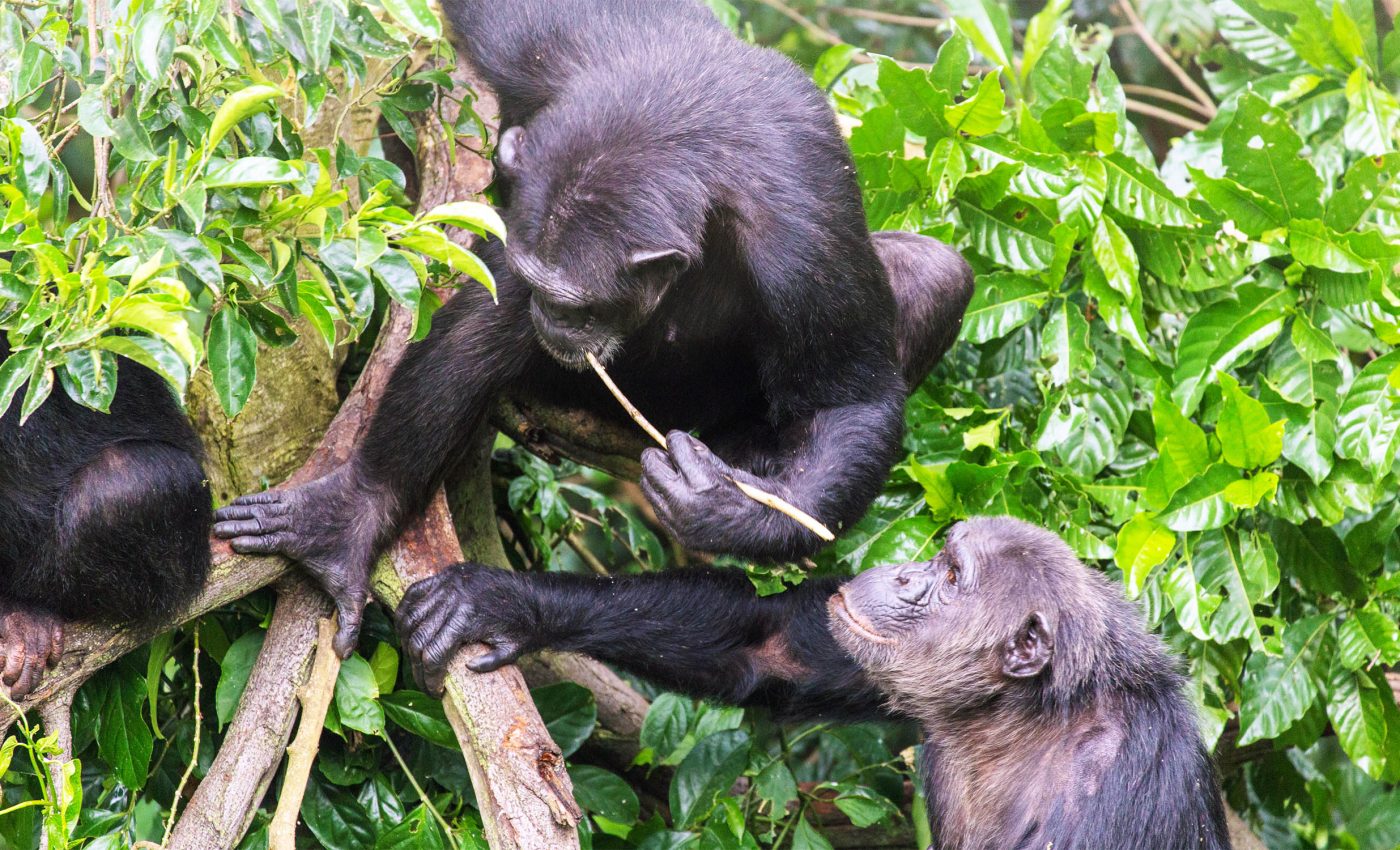 Chimpanzees have remarkable spatial memory and sense of direction