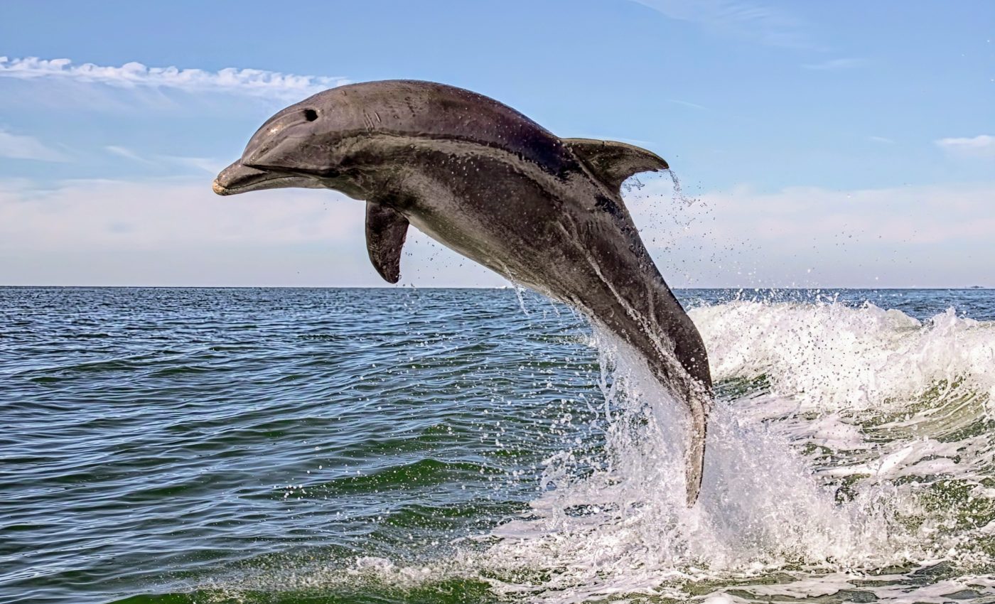 Fentanyl discovered in dolphins: What it means for marine animals