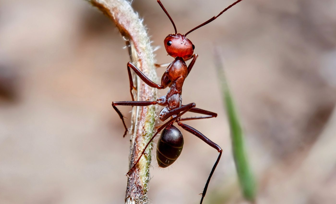 Desert ants have a unique way of using Earth's magnetic field for navigation