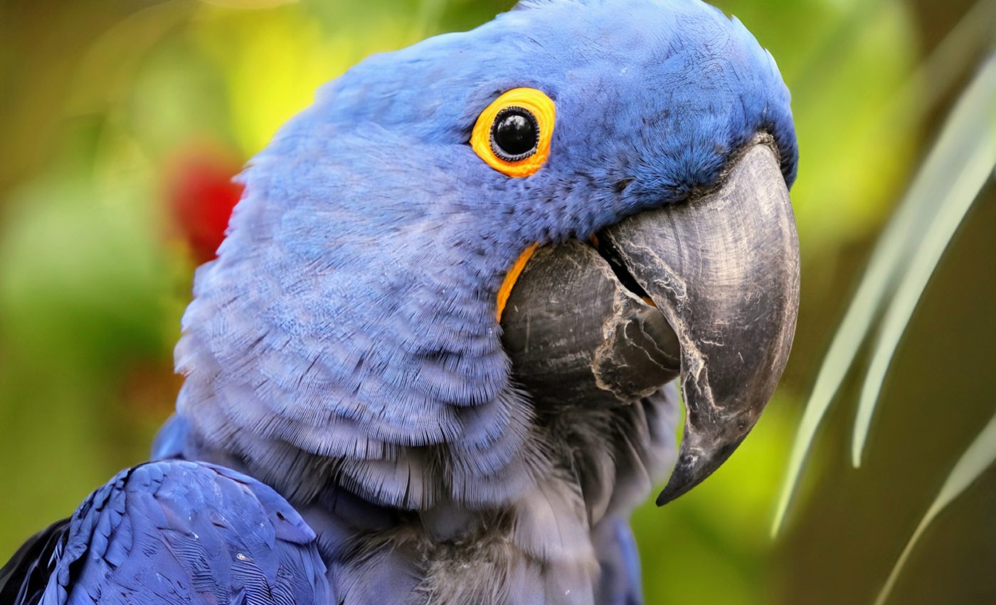 'Old and wise' animals are essential for the survival of species