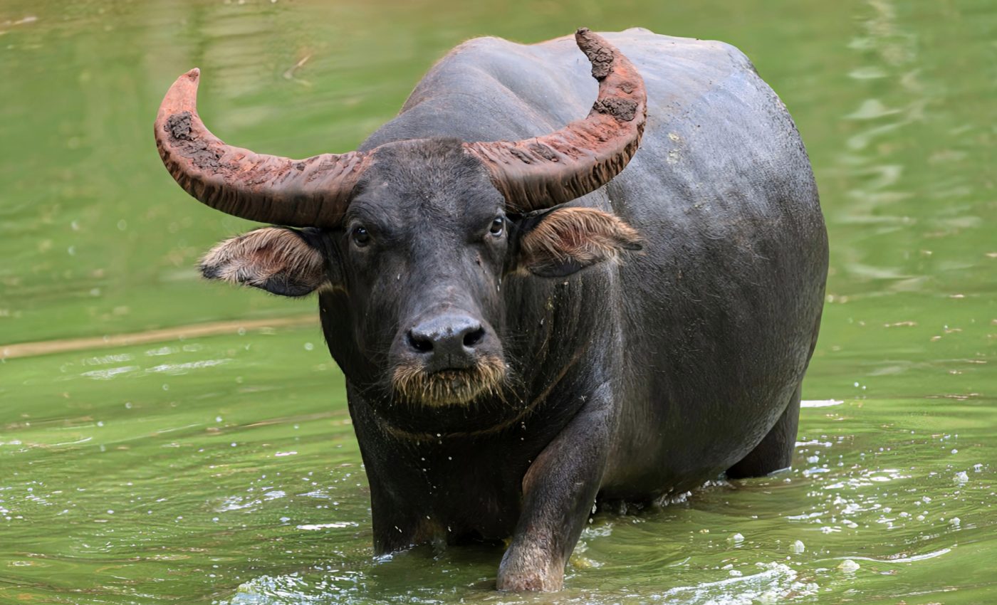 Buffalos build friendships based on similar personality traits