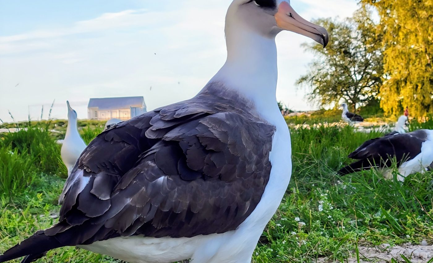 World’s oldest wild bird is expecting again at 74