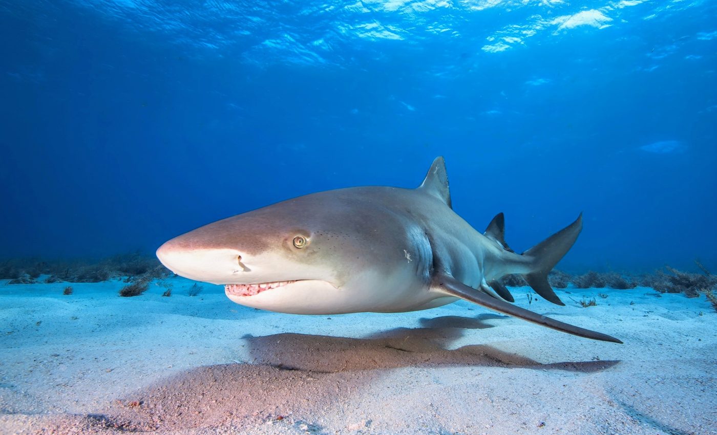 Overfishing has caused a 50% decline in sharks and rays