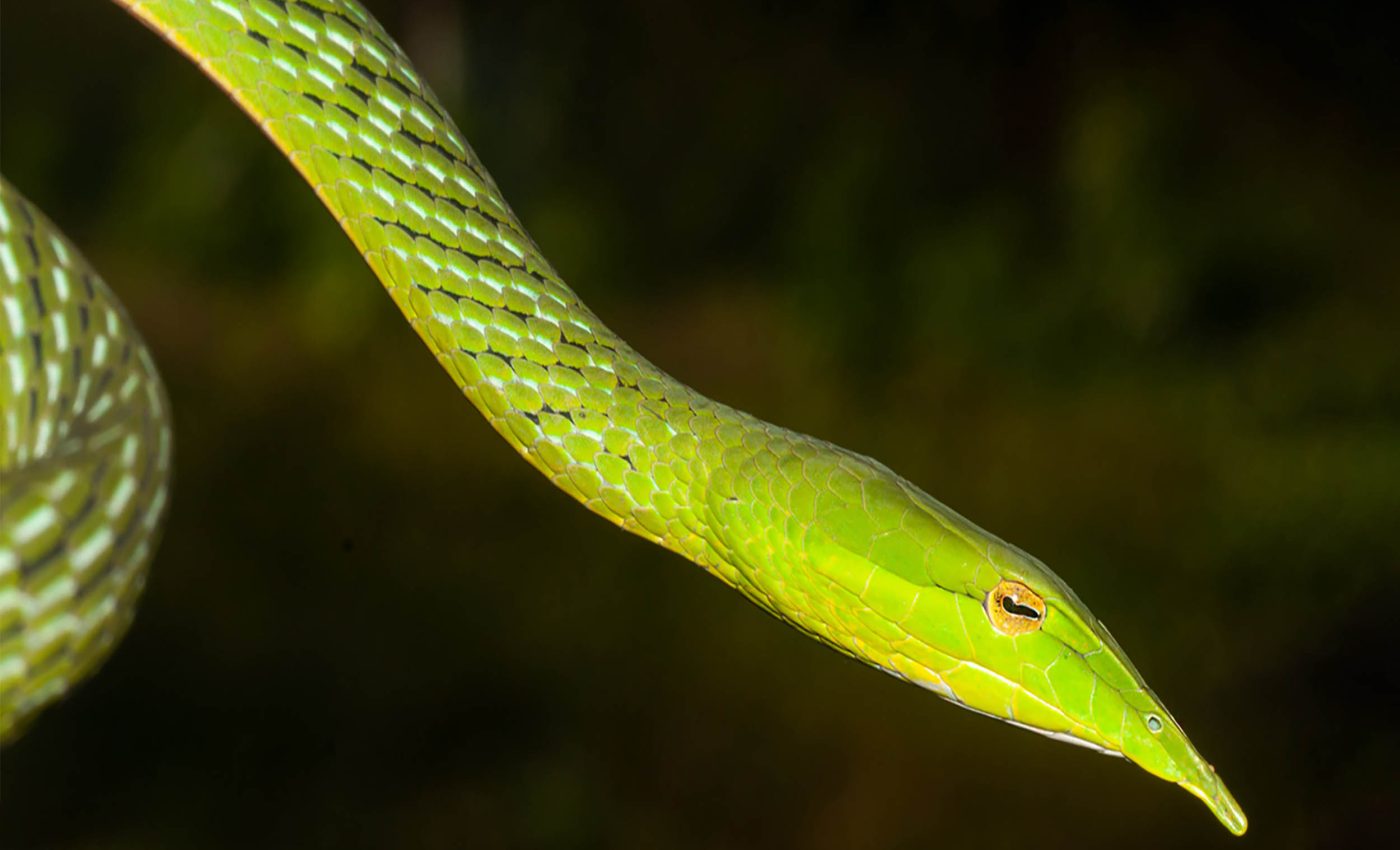 Mysterious, 'long-snouted' creature found dead in India is a new species